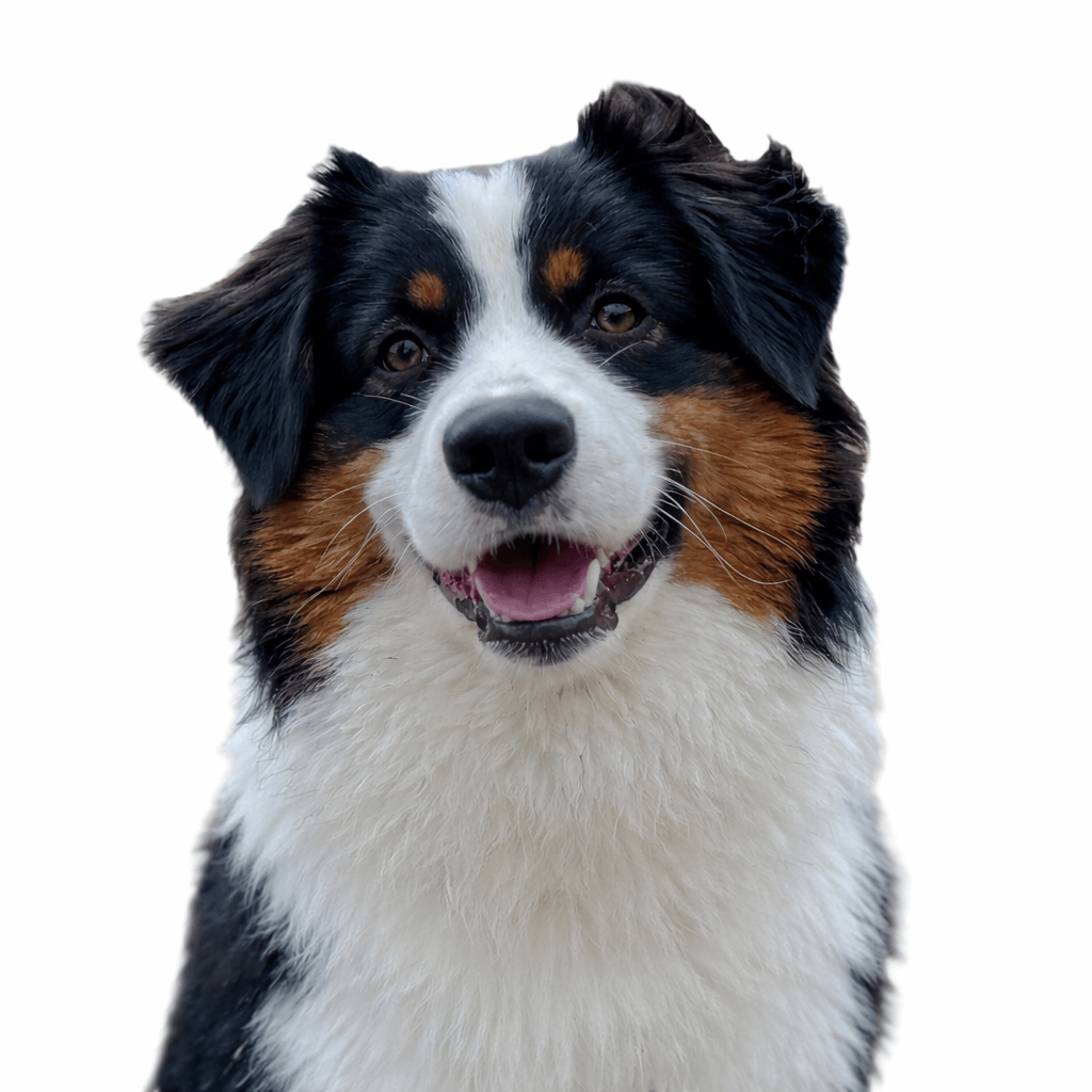 Ein fröhlicher Australian Shepherd mit flauschigem Fell in Schwarz, Weiß und Braun blickt nach vorne vor weißem Hintergrund
